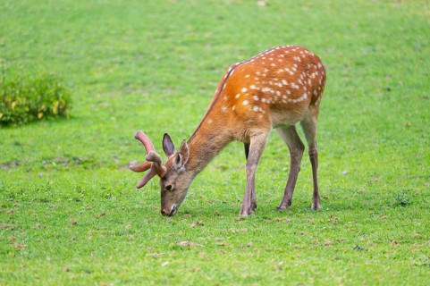 Sika deer (Cervus nippon) male standing on a meadow, Bavaria, Germany