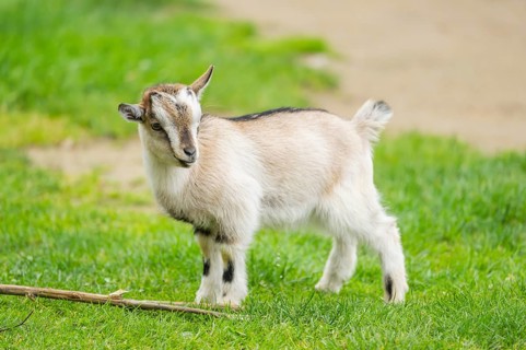 Domestic goat (Capra aegagrus hircus) kid standing on a meadow in spring, Bavaria, Germany
