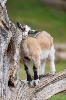 Domestic goat (Capra aegagrus hircus) kids on a an old tree trunk, Bavaria, Germany