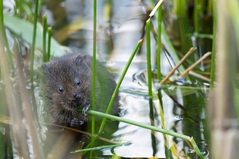 Water vole (Arvicola amphibius) adult rodent animal eating a reed stem in a pond in summer, RSPB