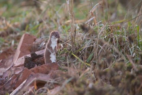 Weasel (Mustela nivalis) adult mustelid animal hunting in wasteland, Cambridgeshire, England,