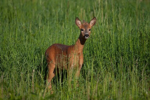 Roe deer (Capreolus capreolus) adult roebuck male buck in grassland in a woodland in summer,