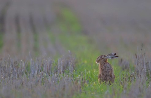 European brown hare (Lepus europaeus) adult animal in a farmland stubble field in summer, Suffolk,