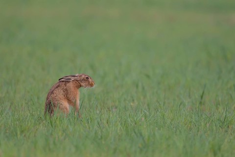 European brown hare (Lepus europaeus) adult animal in a farmland cereal field in spring, Suffolk,