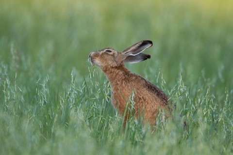 European brown hare (Lepus europaeus) adult animal eating in a farmland oat cereal field in summer,