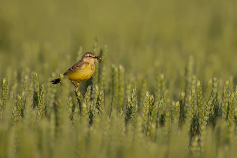 Yellow wagtail (Motacilla flava) adult bird in a farmland wheat crop with insects in its beak for