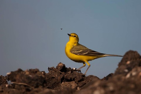 Yellow wagtail (Motacilla flava) adult bird on a farmland muck heap watching a fly in spring,