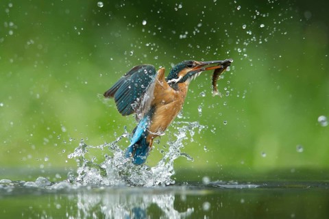 Common kingfisher (Alcedo atthis) adult female bird emerging from the water of a river with a