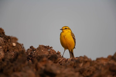 Yellow wagtail (Motacilla flava) adult bird on a farmland muck heap in spring, Suffolk, England,
