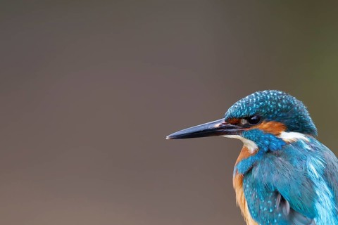 Common kingfisher (Alcedo atthis) adult male bird head portrait, England, United Kingdom