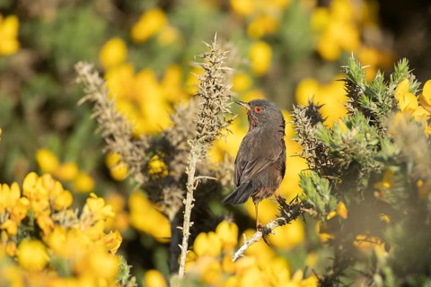 Dartford warbler (Sylvia undata) adult male bird on a flowering Gorse bush in spring, England,