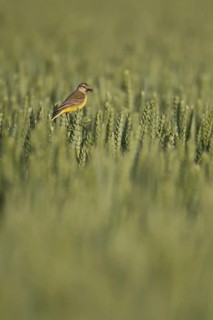 Yellow wagtail (Motacilla flava) adult bird in a farmland wheat crop with insects in its beak for