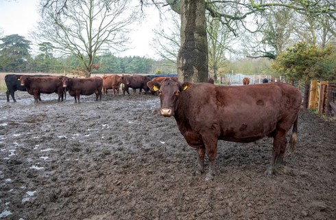 Mixed group hardy Red Poll weanlings calves overwintering outdoors in muddy area by silage feed,