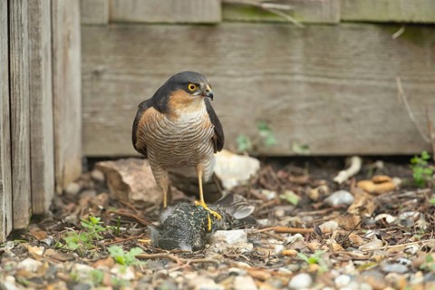 Eurasian sparrowhawk (Accipiter nisus) adult male bird of prey with a kill of a starling on a