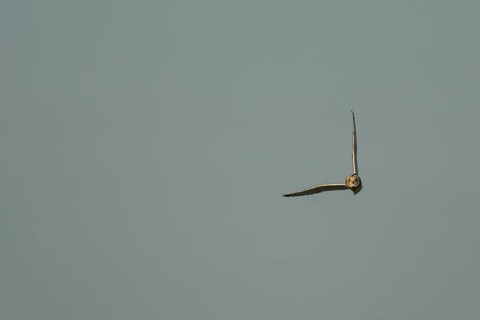 Short eared owl (Asio flammeus) adult bird in flight, England, United Kingdom