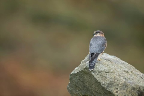 Merlin (Falco columbarius) adult male falcon bird of prey on a rock, Scotland, United Kingdom