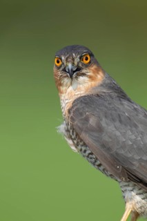 Eurasian sparrowhawk (Accipiter nisus) adult male bird of prey head portrait, England, United