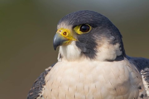 Peregrine falcon (Falco peregrinus) adult bird of prey head portrait, England, United Kingdom