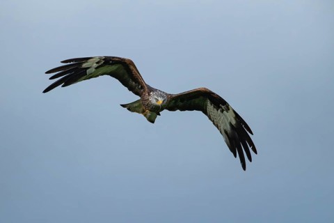 Red kite (Milvus milvus) adult raptor bird of prey in flight, Wales, United Kingdom