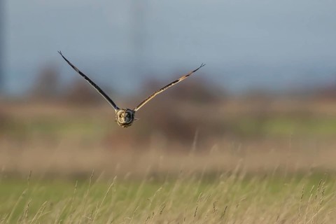 Short eared owl (Asio flammeus) adult bird hunting in flight over grassland, England, United