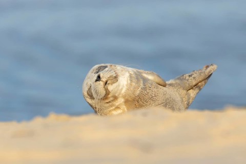 Common or Harbour or Harbor seal (Phoca vitulina) juvenile baby pup marine mammal sleeping on a
