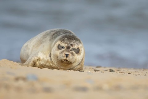 Common or Harbour or Harbor seal (Phoca vitulina) adult marine mammal sleeping on a beach, Norfolk,