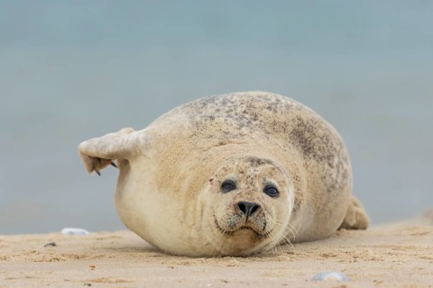 Common or Harbour or Harbor seal (Phoca vitulina) adult marine mammal relaxing on a beach, Norfolk,