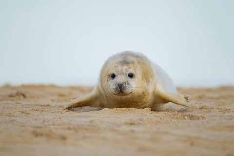 Grey seal (Halichoerus grypus) juvenile baby pup marine mammal on a beach, Norfolk, England, United