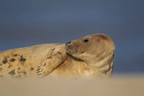 Grey seal (Halichoerus grypus) adult marine mammal resting on a beach, Norfolk, England, United