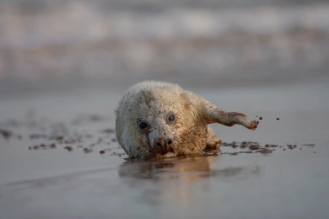 Grey seal (Halichoerus grypus) juvenile baby pup marine mammal on a beach, England, United Kingdom