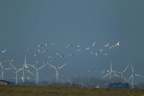 Whooper swan (Cygnus cygnus) adult swans birds in a flock in flight with windfarm turbines in the