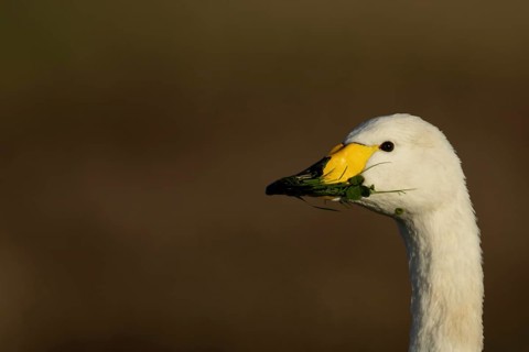 Whooper swan (Cygnus cygnus) adult bird feeding on grass in winter, RSPB Frampton marsh nature
