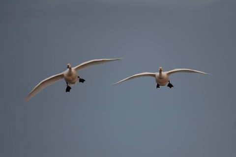 Bewick's swan (Cygnus columbarius) two adult swans birds in flight in winter, England, United