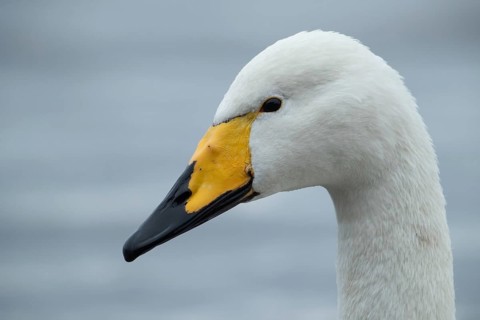 Whooper swan (Cygnus cygnus) adult bird head portrait, England, United Kingdom
