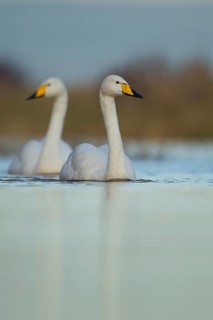 Whooper swan (Cygnus cygnus) two adult birds swans on water of a flooded meadow in winter,