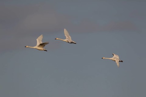 Bewick's swan (Cygnus columbarius) three adult swans birds in flight in winter, Cambridgeshire,
