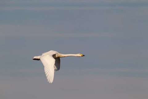Whooper swan (Cygnus cygnus) adult bird in flight in winter, Cambridgeshire, England, United