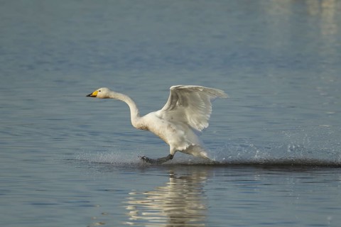 Whooper swan (Cygnus cygnus) adult bird in flight landing on water of a flooded meadow in winter,