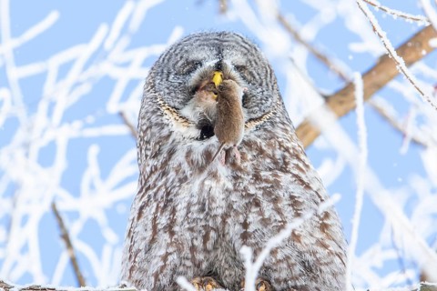 Great gray owl (strix nebulosa), Owl swallows a prey in a frost-covered forest, region of Center