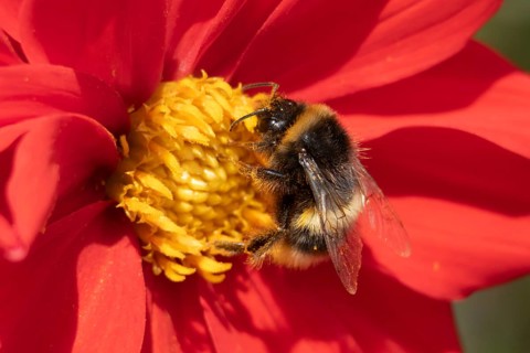 Buff tailed bumblebee (Bombus terrestris) adult bee insect feeding on a garden Dahlia flower in