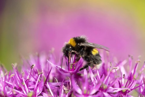 Buff tailed bumblebee (Bombus terrestris) adult bee insect feeding on an allium garden flower in