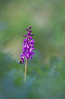Common carder bumblebee (Bombus pascuorum) adult bee insect feeding on an Early purple orchid