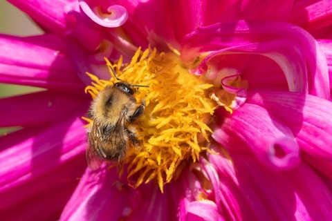 Common carder bumblebee (Bombus pascuorum) adult bee insect feeding on a garden Dahlia flower in