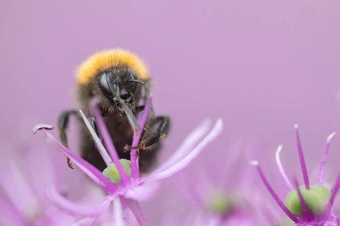 Tree bumblebee (Bombus hypnorum) adult bee insect feeding on a purple Allium flower in a garden in