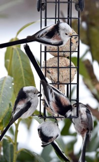 Long-tailed tits (Aegithalos caudatus) eating tit dumplings in winter, Schleswig-Holstein, Germany
