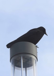 Raven crow (Corvus corone), on a lantern, North Rhine-Westphalia, Germany