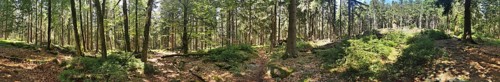 A sunlit forest with dense trees and green vegetation, Franconian mountain trail, hiking in the