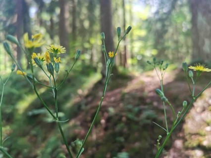 Close-up of Lapsana communis (lapsana communis) in the forest with sunlight and blurred background,
