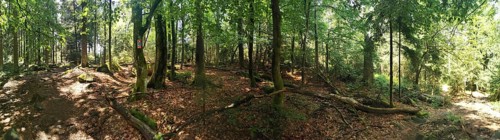 Panoramic view of a dense forest with leaves and fallen tree trunks, Franconian mountain trail,