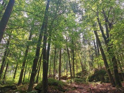 Larger trees and moss-covered rocks in a sparse forest, Franconian mountain trail, hiking in the
